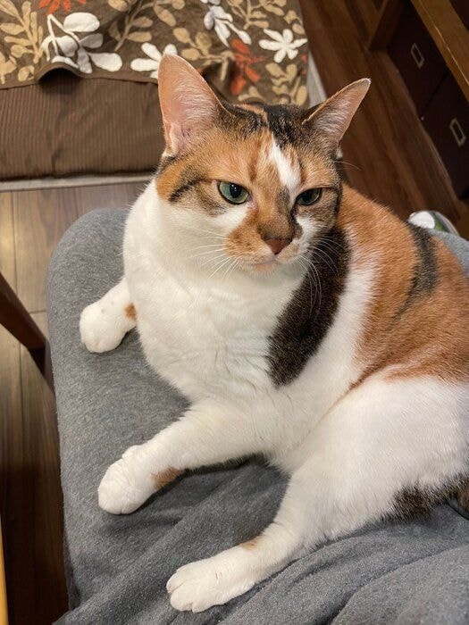 飼い主の膝の上に乗っている猫