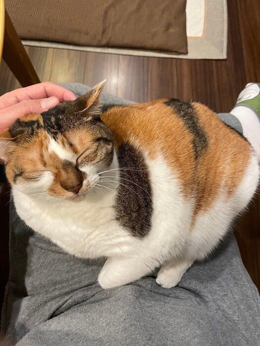 撫でられている猫