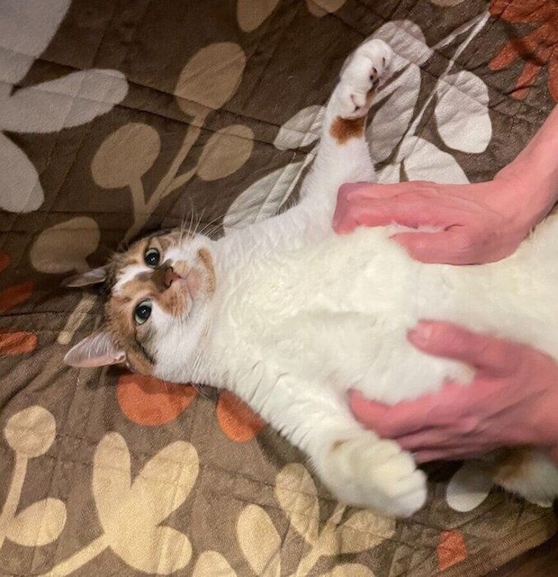 撫でられている猫