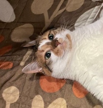 “ヘソ天”中に撫でられても動じない猫　「さあモフりなさい」と言わんばかりの堂々とした姿に約2.6万の「いいね」