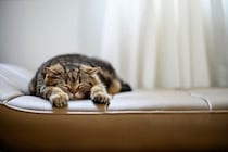 猫が「お腹が痛いとき」に見せるしぐさ・行動　受診を検討すべき目安とは｜獣医師解説