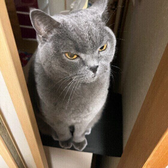 悪い顔をするブリティッシュショートヘア