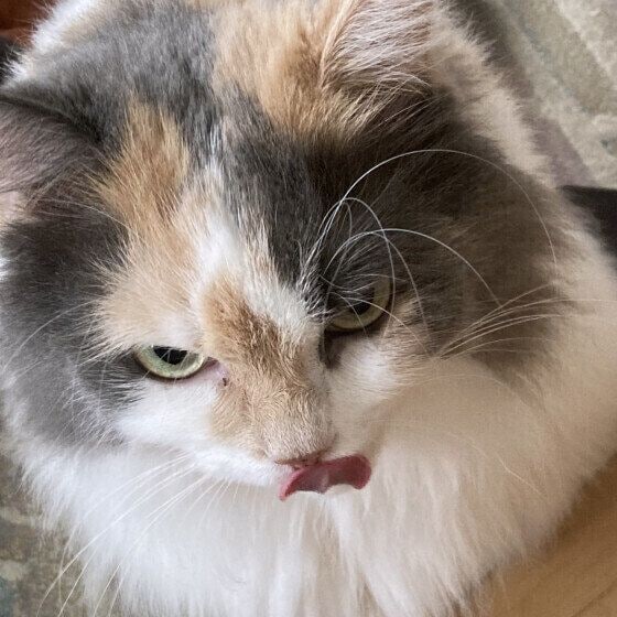 舌を出すミケ猫