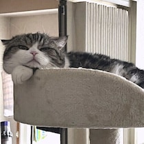 怒っているワケじゃない!? 猫が“ワルカワ”顔になる理由や心理