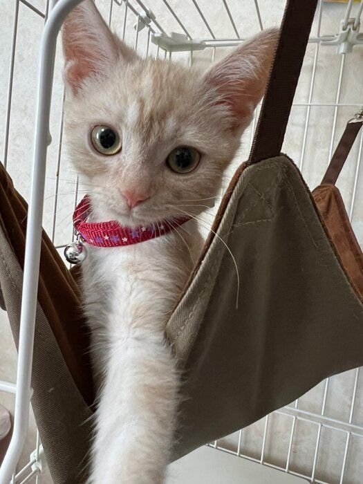 生後4カ月のアメリカンショートヘア