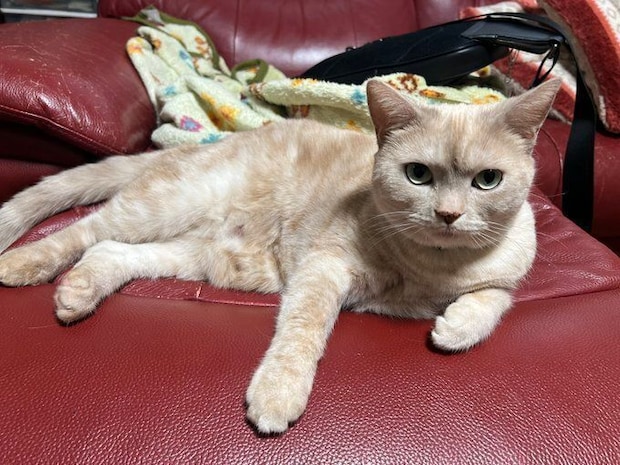 ソファでくつろぐアメリカンショートヘア