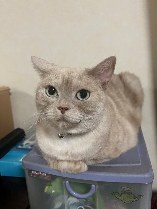 香箱座りをするアメリカンショートヘア