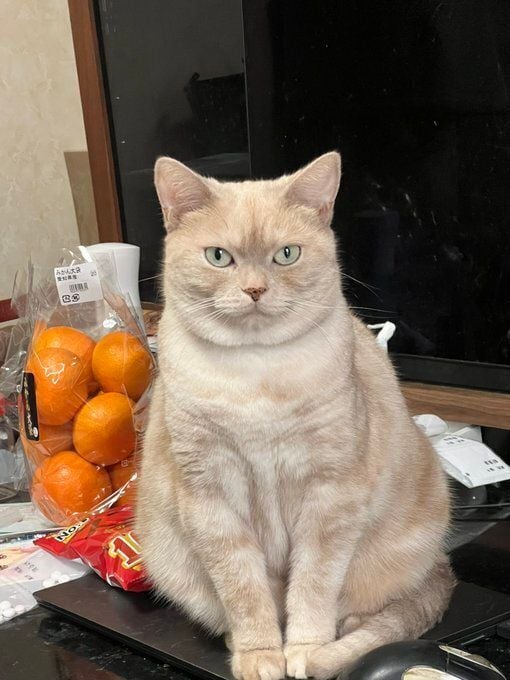 飼い主を見つめるアメリカンショートヘア