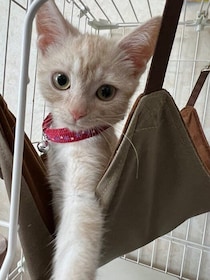 生後4カ月のツンデレな子猫と家族に→まんまるな姿に成長し、4才になった現在は飼い主の足元で寝るように！