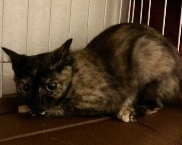 まだ怯えていたりりちゃん