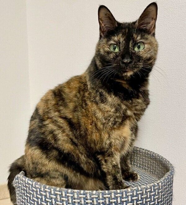 少し耳が長くみえるりりちゃん