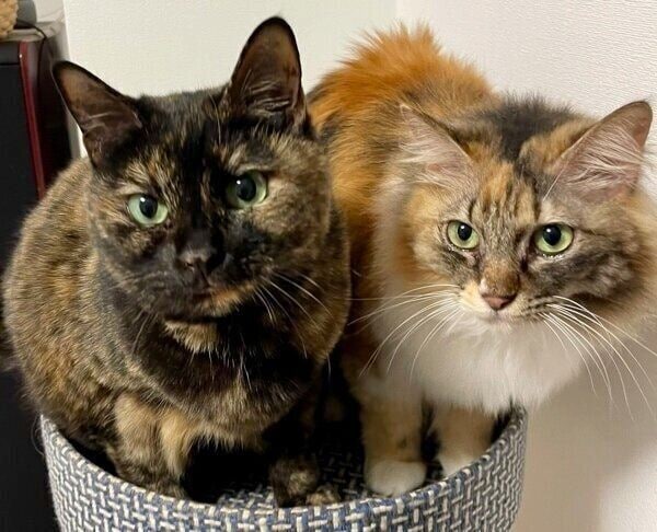 体を寄せ合うりりちゃんとつくしちゃん