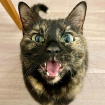 先代猫が夢に現れたことをきっかけに迎えた保護子猫→6才の今は“全力なでてアピール”の甘えん坊に