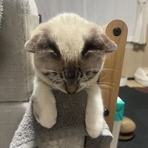 「行き倒れみたいな寝落ち」遊び疲れてソファの肘かけで眠る子猫の心理を獣医師に聞いた！