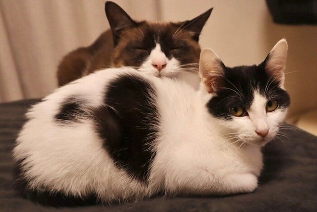 くっついている2匹の猫