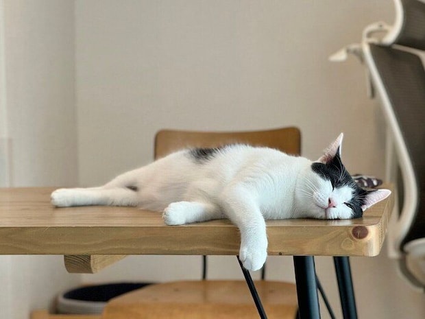 テーブルの上で寝る猫