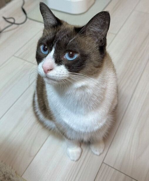飼い主を見上げる猫