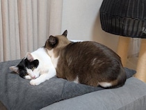 「動けないニャ」と思ってそう？　同居猫の体を枕のようにして寝る猫の写真が約1.3万の“いいね”で話題！