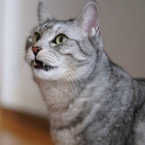 フレーメン反応中のおにいちゃん