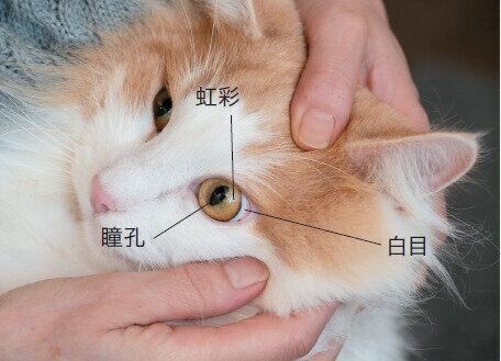 猫の目のチェック方法