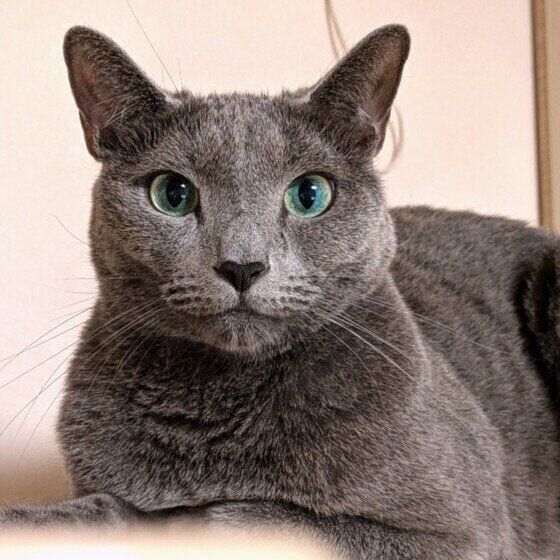 見つめるロシアンブルー