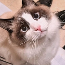 飼い主が誤解しやすいサインも!?　猫が「機嫌のいいとき・悪いとき」に見せるサイン｜獣医師解説