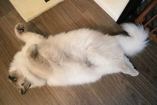 “変な寝方”をするソラくん