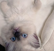 お迎え5日目に“ぽんぽこお腹”でぼーっとしていた子猫→1才になった今も、「やんちゃで甘えん坊な子猫のまま」