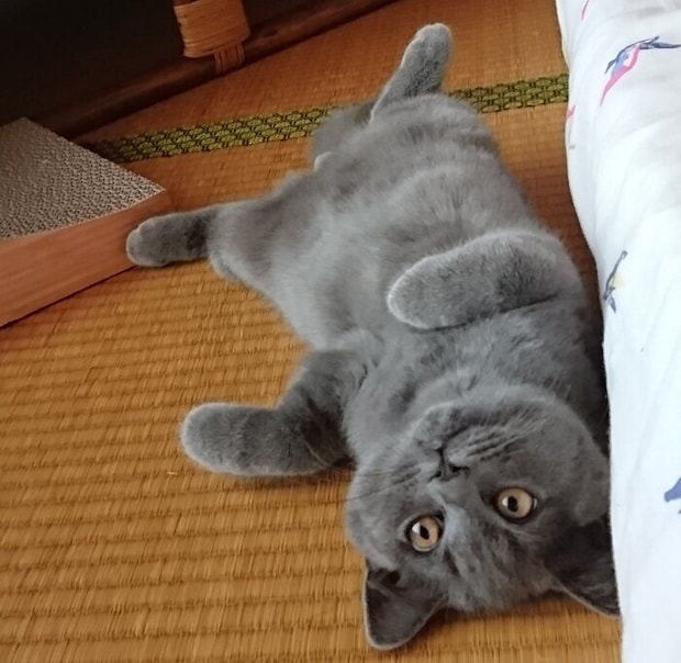 子猫時代のぶりきちくん