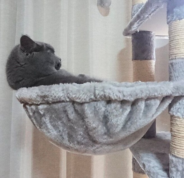 キャットタワーでくつろぐぶりきちくん