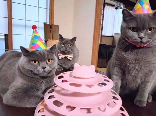 ぶりきちくん、妹猫・ももちゃん、弟猫・福くんの集合写真