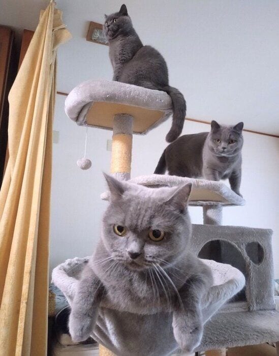 キャットタワーに集まる3匹
