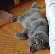 あどけなさでいっぱいだった子猫が7才に　ハンモックの中でふんぞり返る「すごい貫禄」にじわじわくる