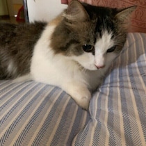 テレビに猫が映ると真剣に見入るのはなぜ？　猫の謎しぐさを専門家が解説