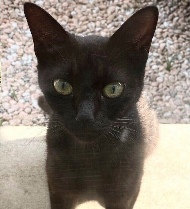 外で暮らしていた頃のくろさん