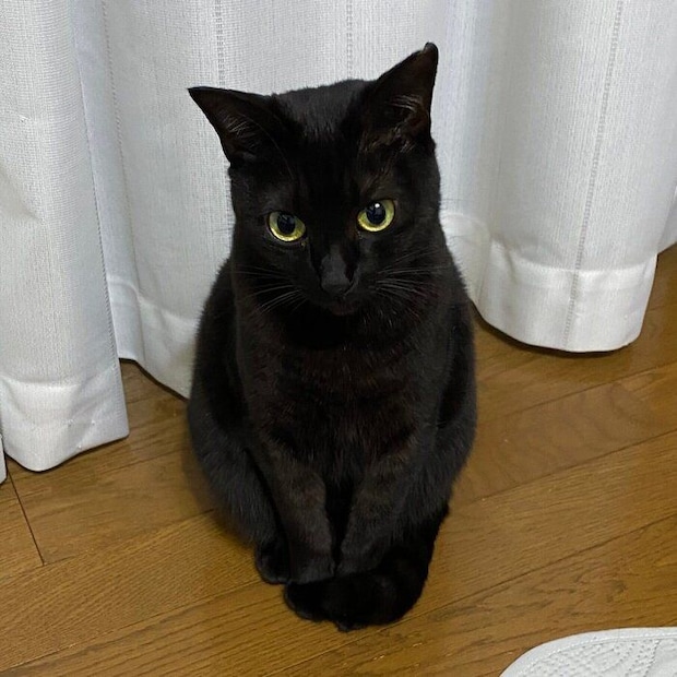 かしこまってオスワリをするくろさん