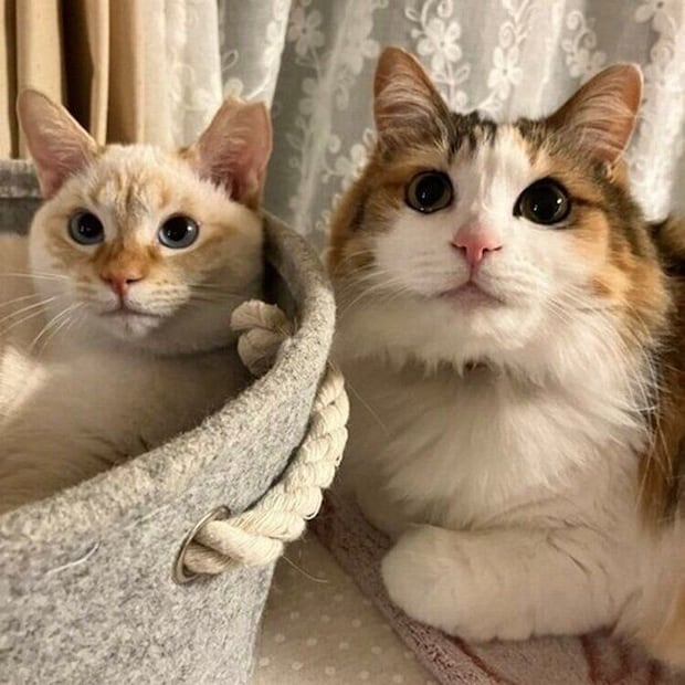 仲よく並ぶポコちゃんとアリスちゃん