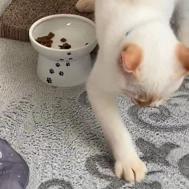 フードボウルの周りを前足でかき始めるポコちゃん