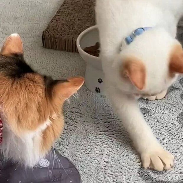 ポコちゃんの行動が気になってやってきたアリスちゃん