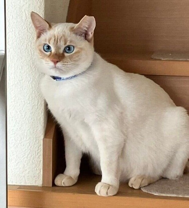 素の顔がムンッとした表情になるポコちゃん