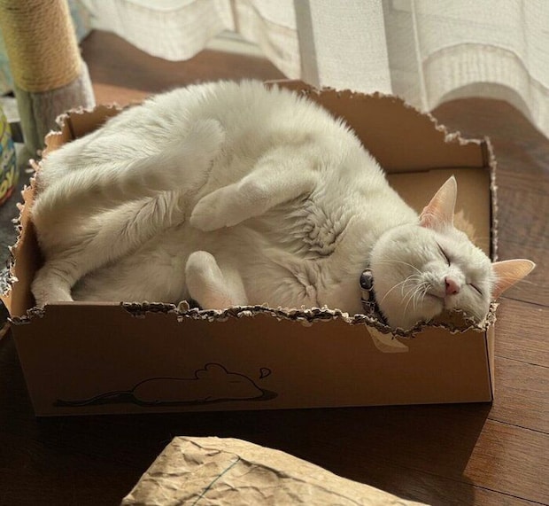 お気に入りのダンボールの中でゴロゴロするやきのりくん