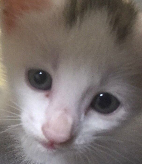 生後2カ月前後のやきのりくん