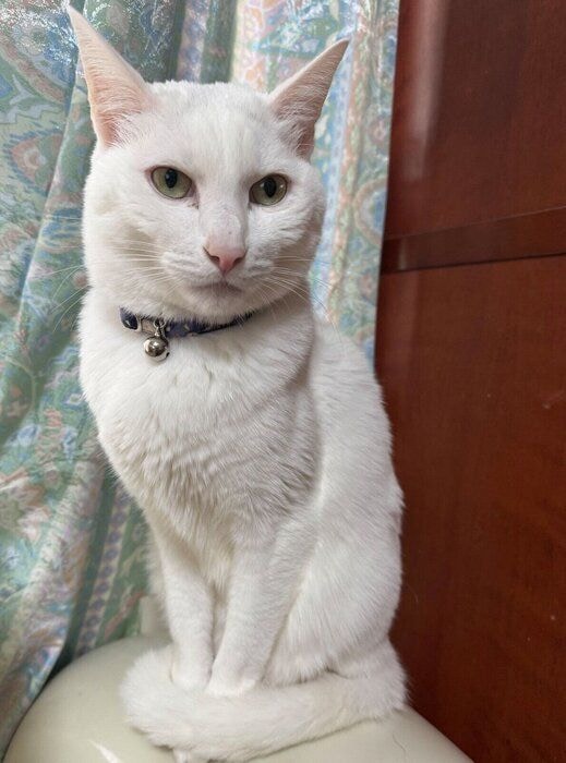 立派に成長したやきのりくん