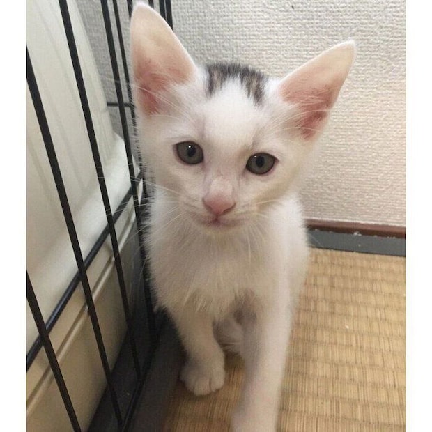 生後1カ月半のころに撮影したやきのりくん