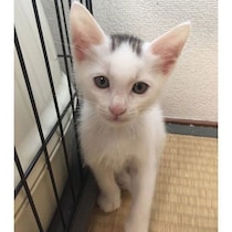 額に「海苔」のような模様があった保護子猫→7年後、トレードマークに変化が!?　成長ビフォーアフターにほっこり