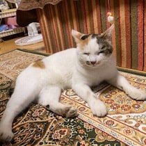 猫にも人にもする！猫が「仲よくしたい」ときにする4つのあいさつ