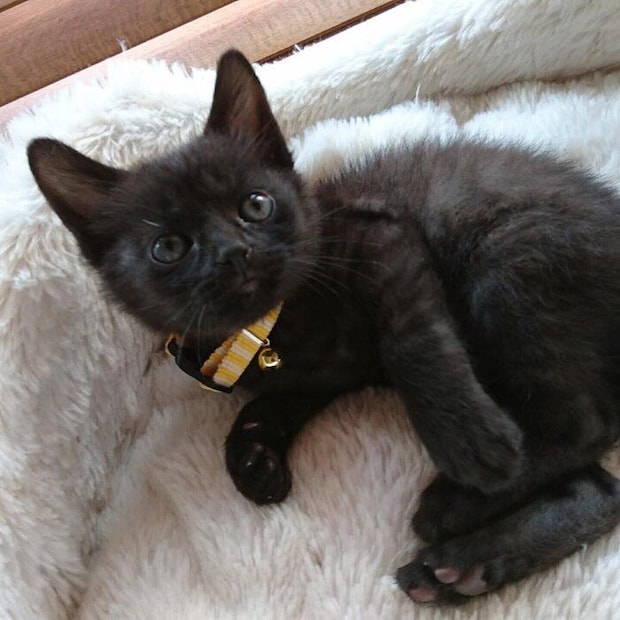 子猫時代のあんずちゃん