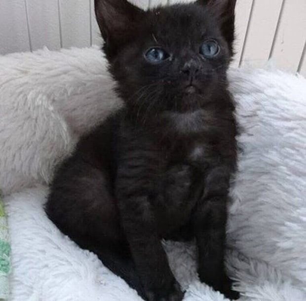 あどけない表情で見あげるあんずちゃん