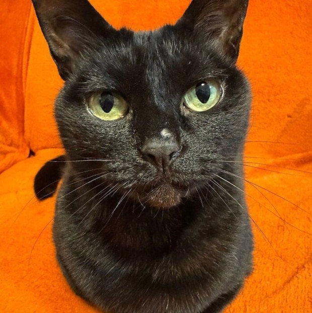 カメラ目線でたたずむあんずちゃん