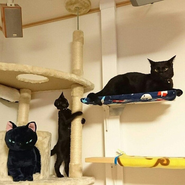 子猫時代のあんずちゃんとぽんずくん